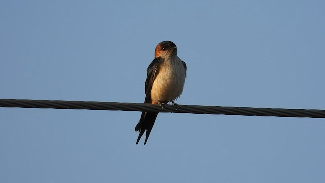 Red-rumped Swallow - ML522528141