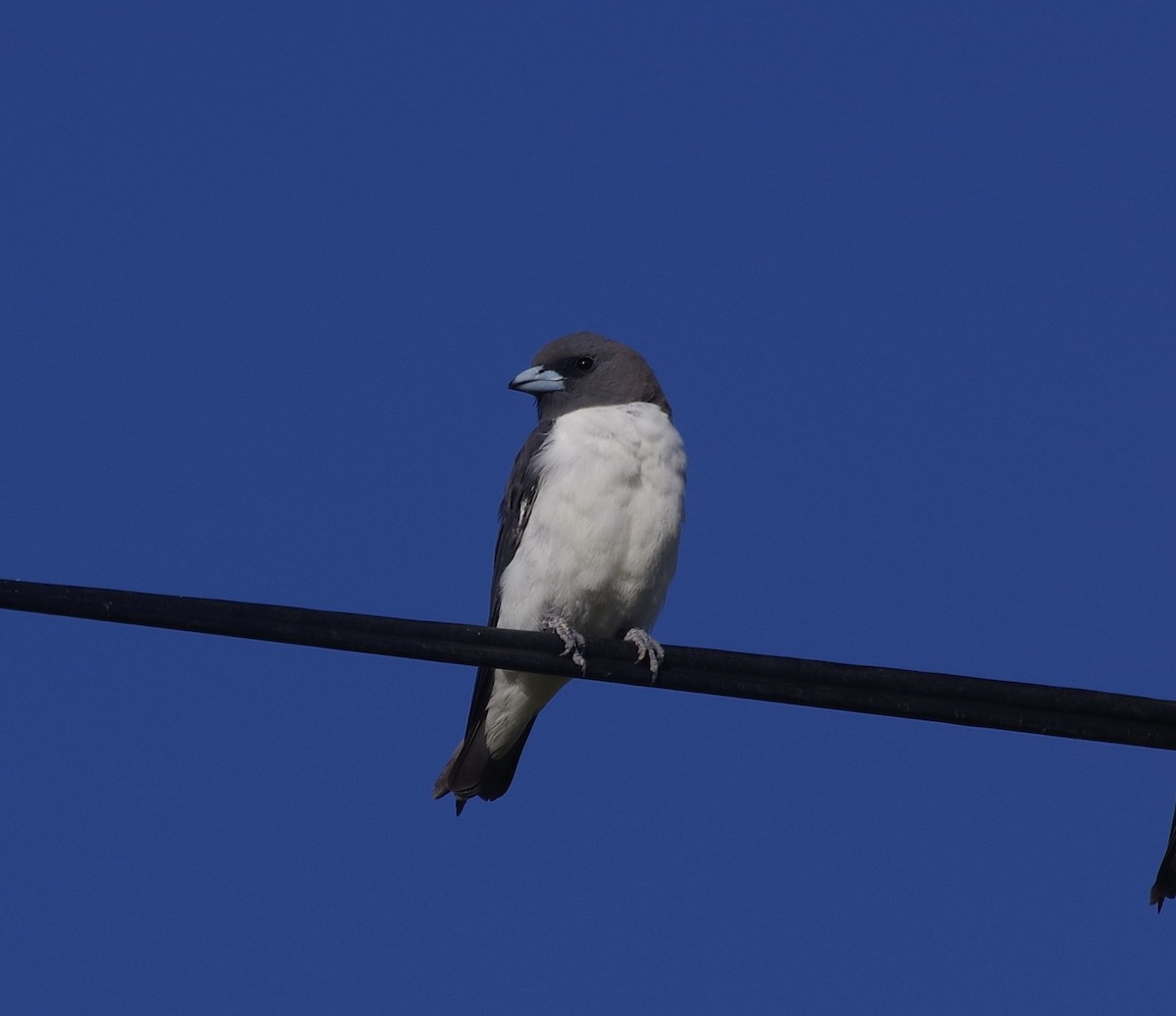 White-breasted Woodswallow - ML522533281