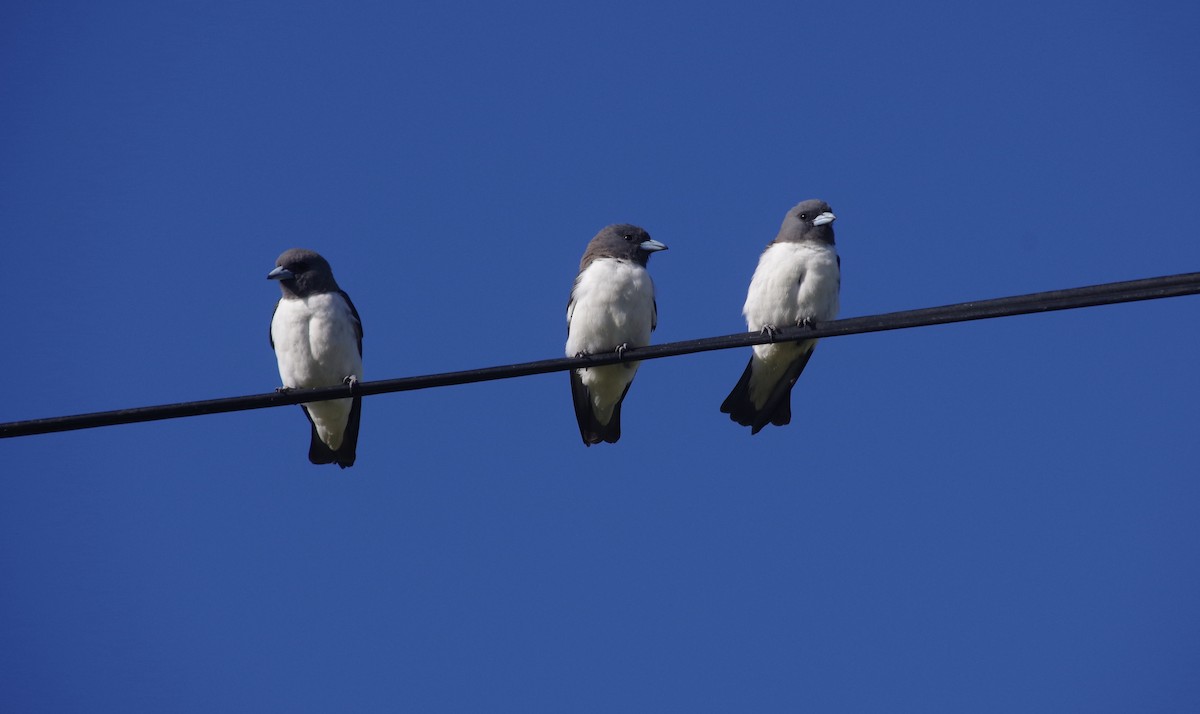 White-breasted Woodswallow - ML522533301