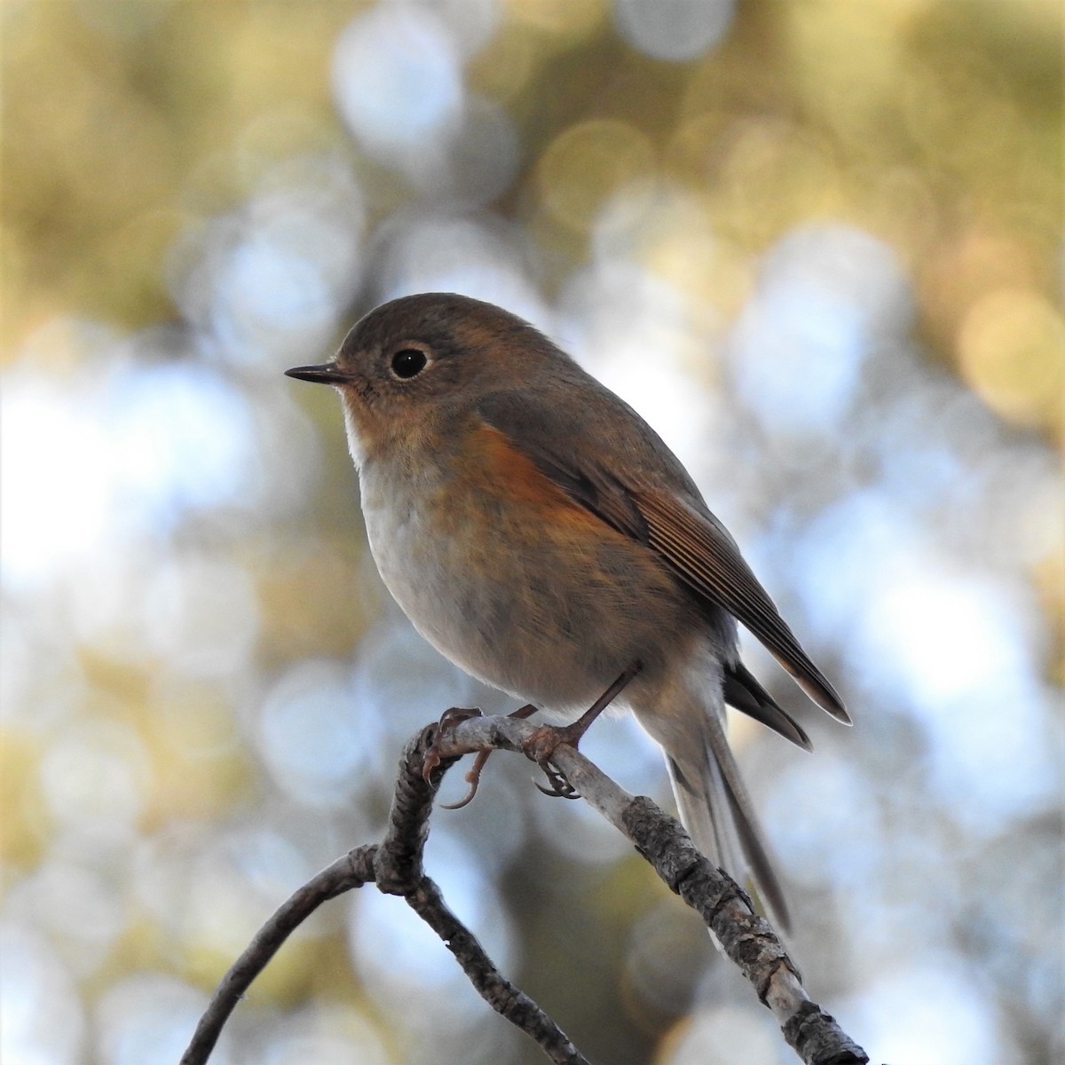 Red-flanked Bluetail - Susana Noguera Hernández