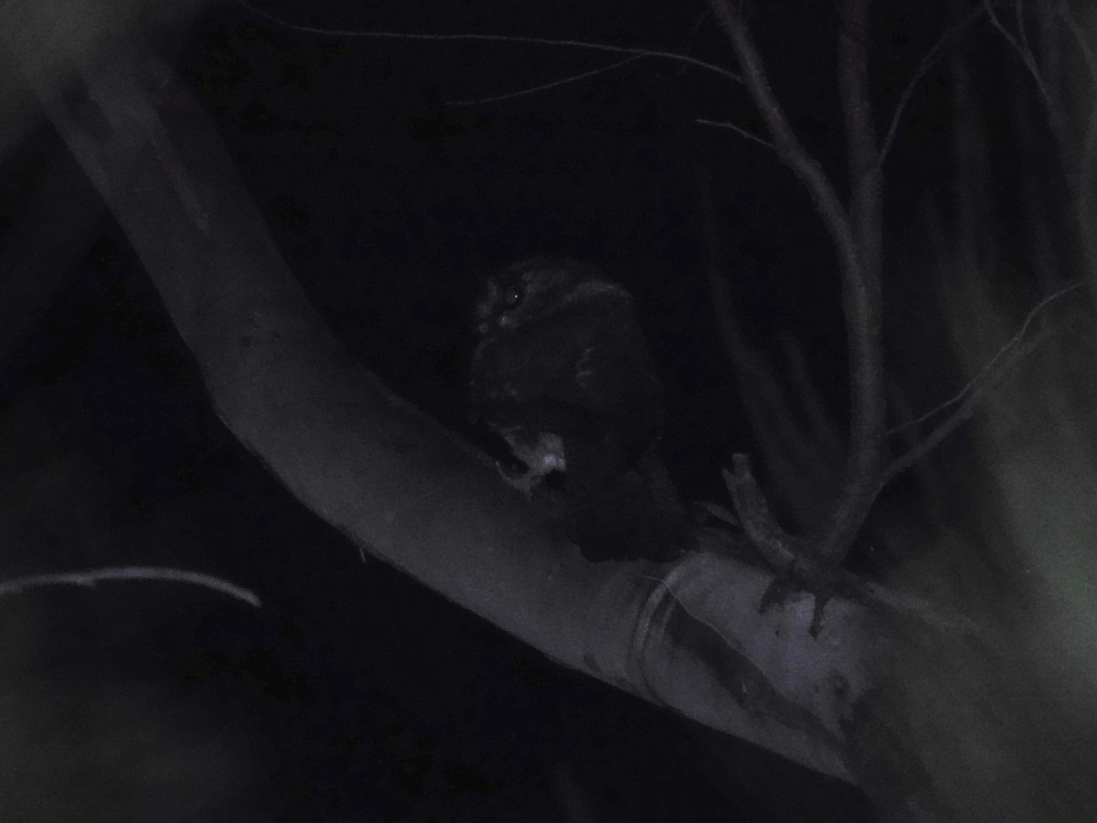 Australian Owlet-nightjar - ML522538471