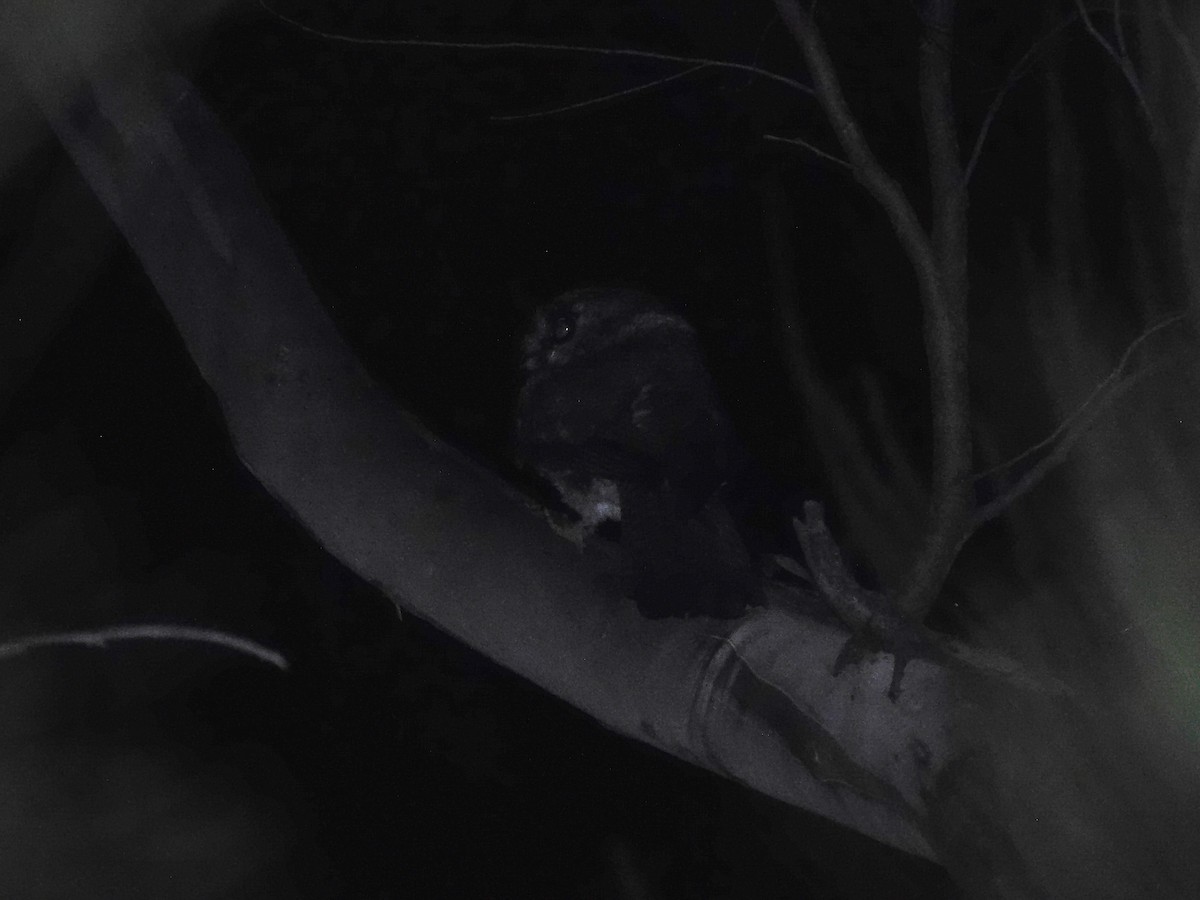 Australian Owlet-nightjar - ML522538501