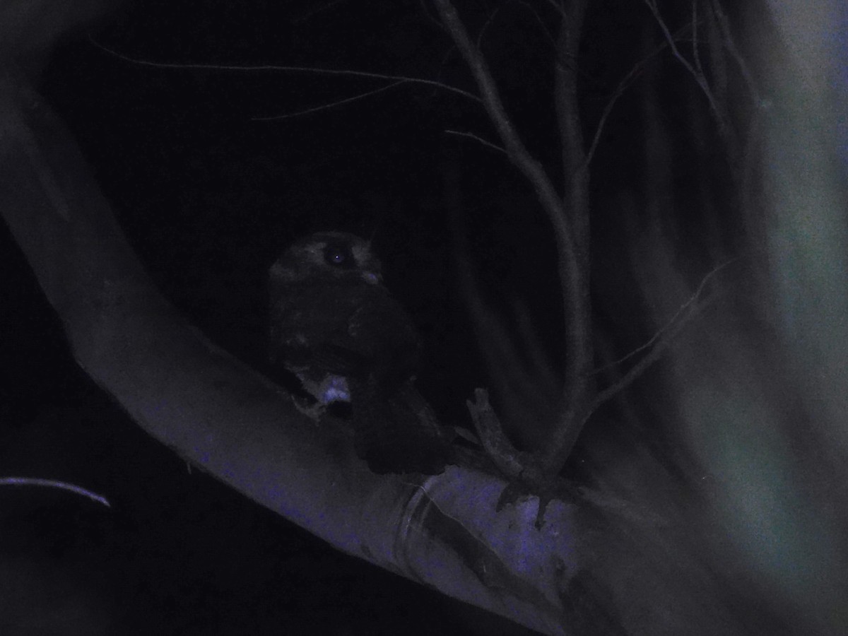 Australian Owlet-nightjar - ML522539341