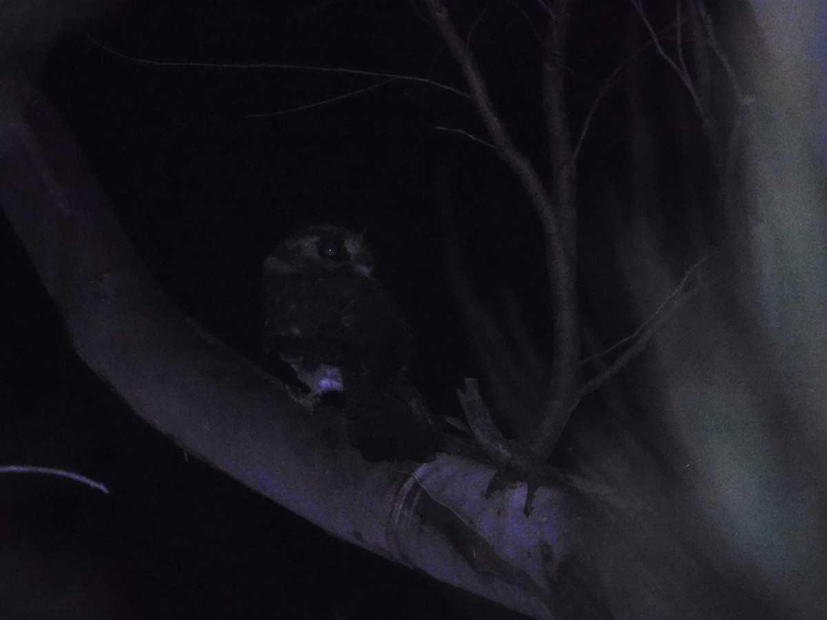 Australian Owlet-nightjar - ML522539651