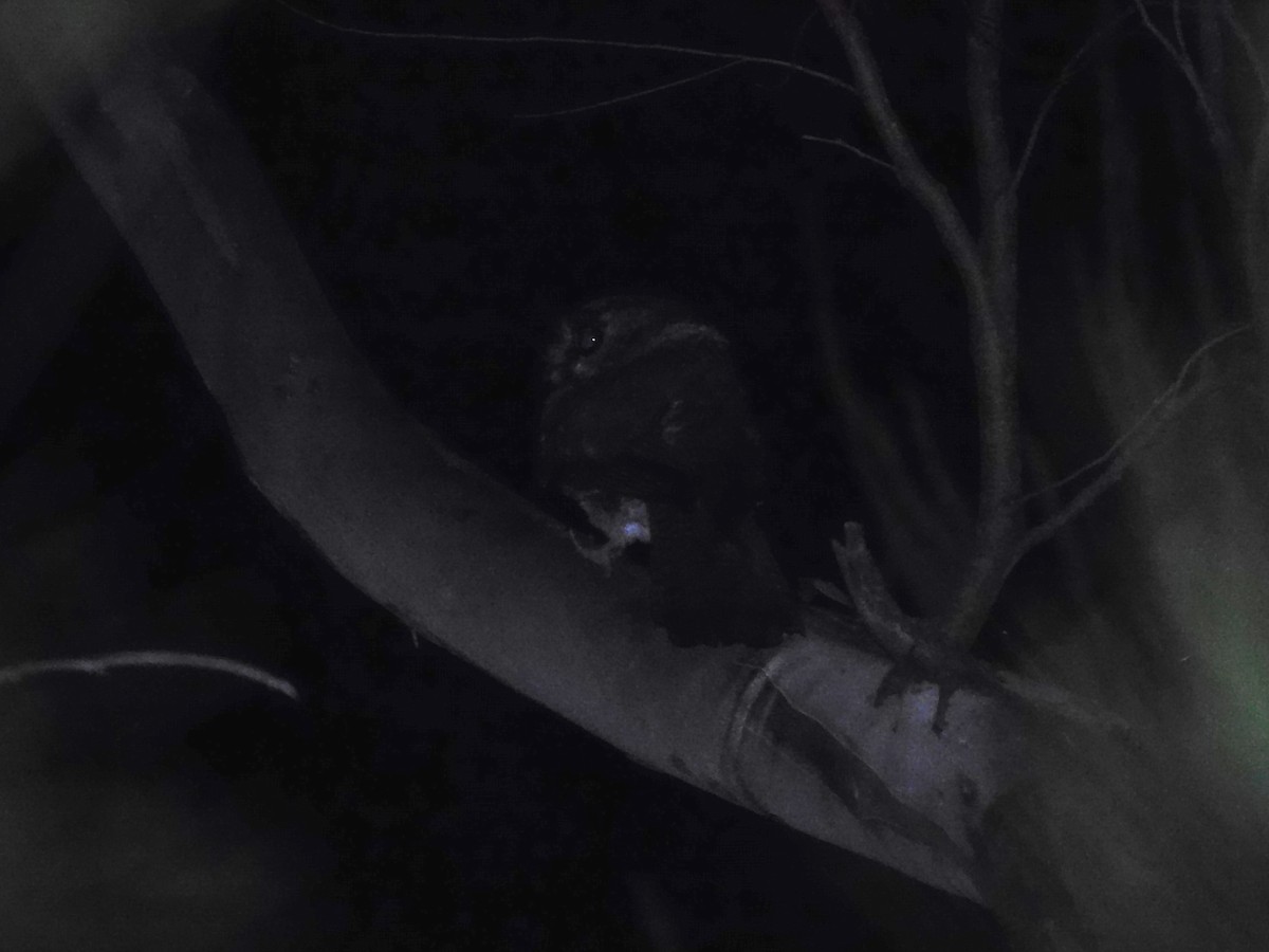 Australian Owlet-nightjar - ML522540571