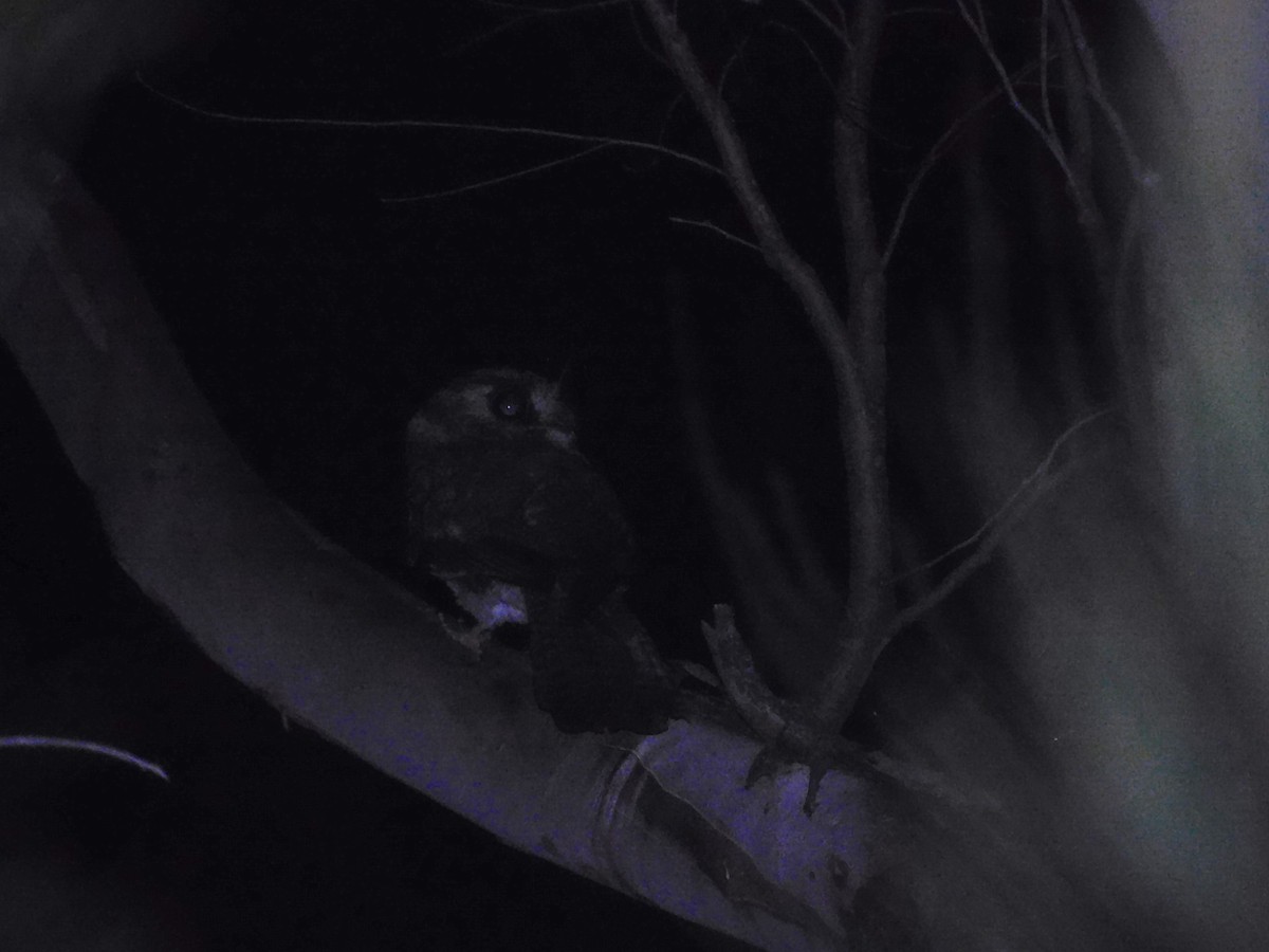 Australian Owlet-nightjar - ML522540591