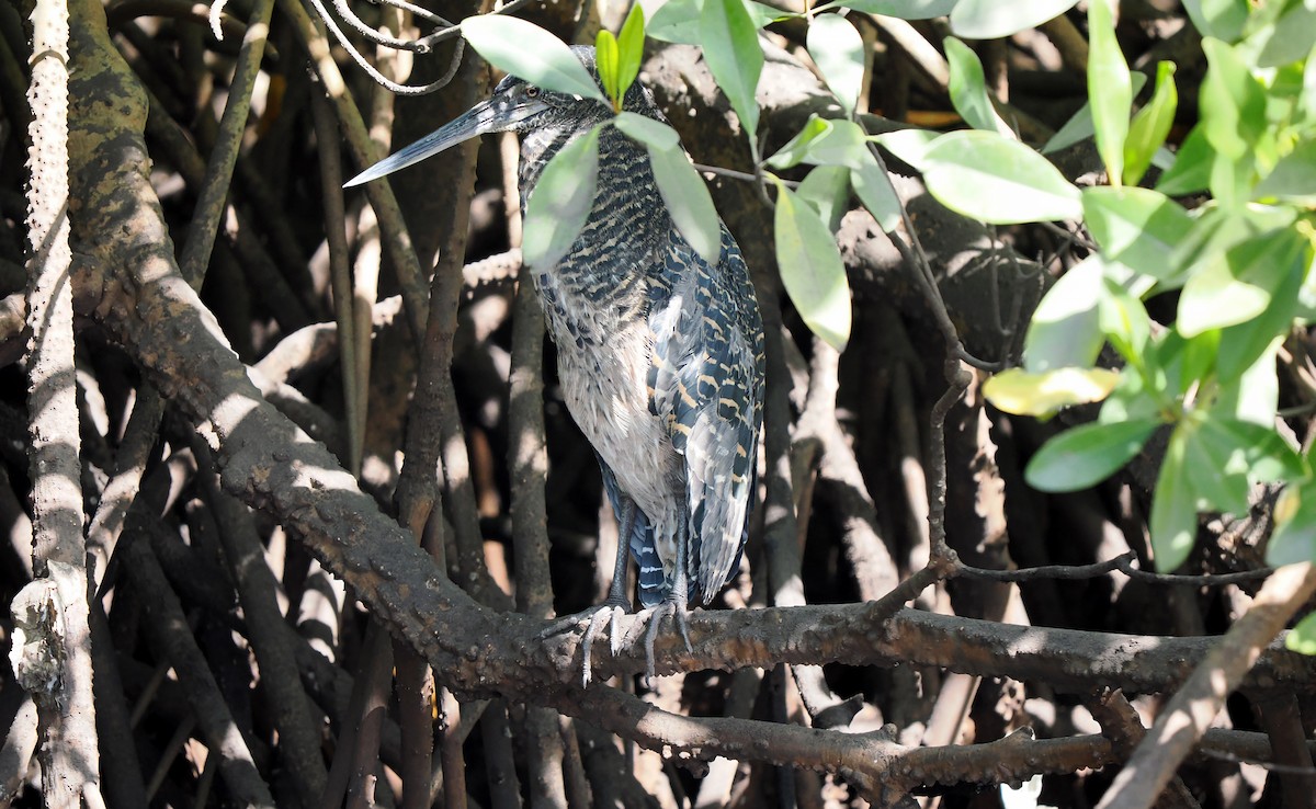 White-crested Tiger-Heron - ML522542491