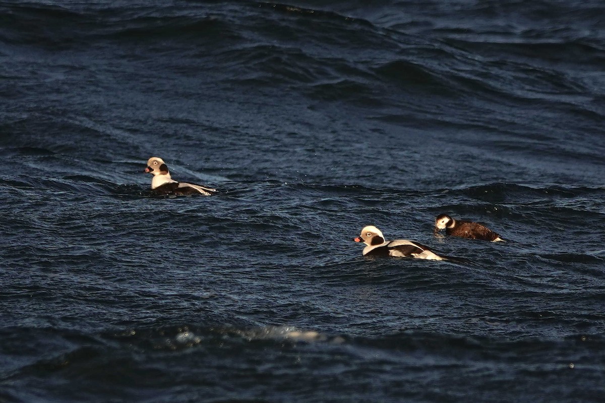 Long-tailed Duck - ML522545511