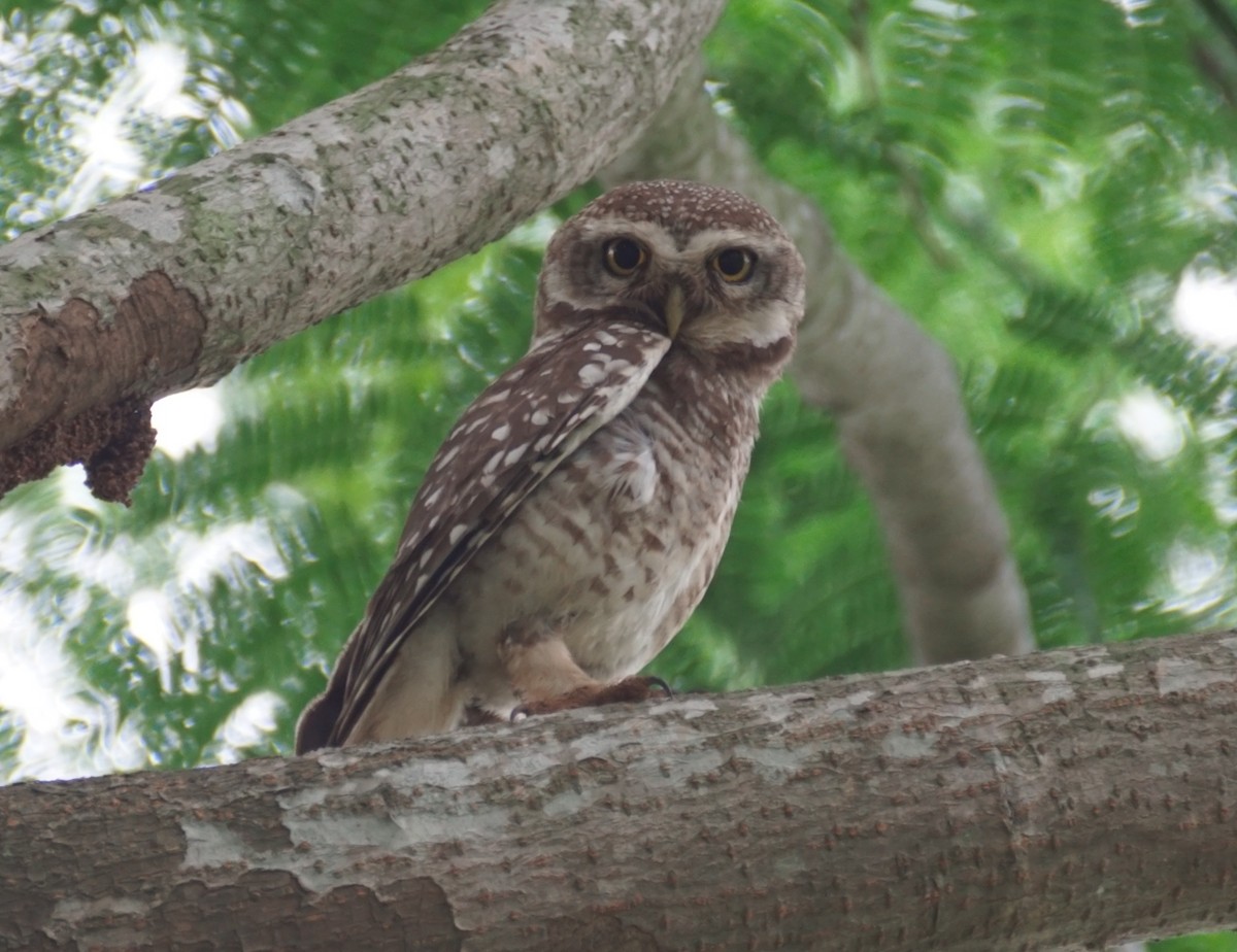 Spotted Owlet - Sandhya Lenka