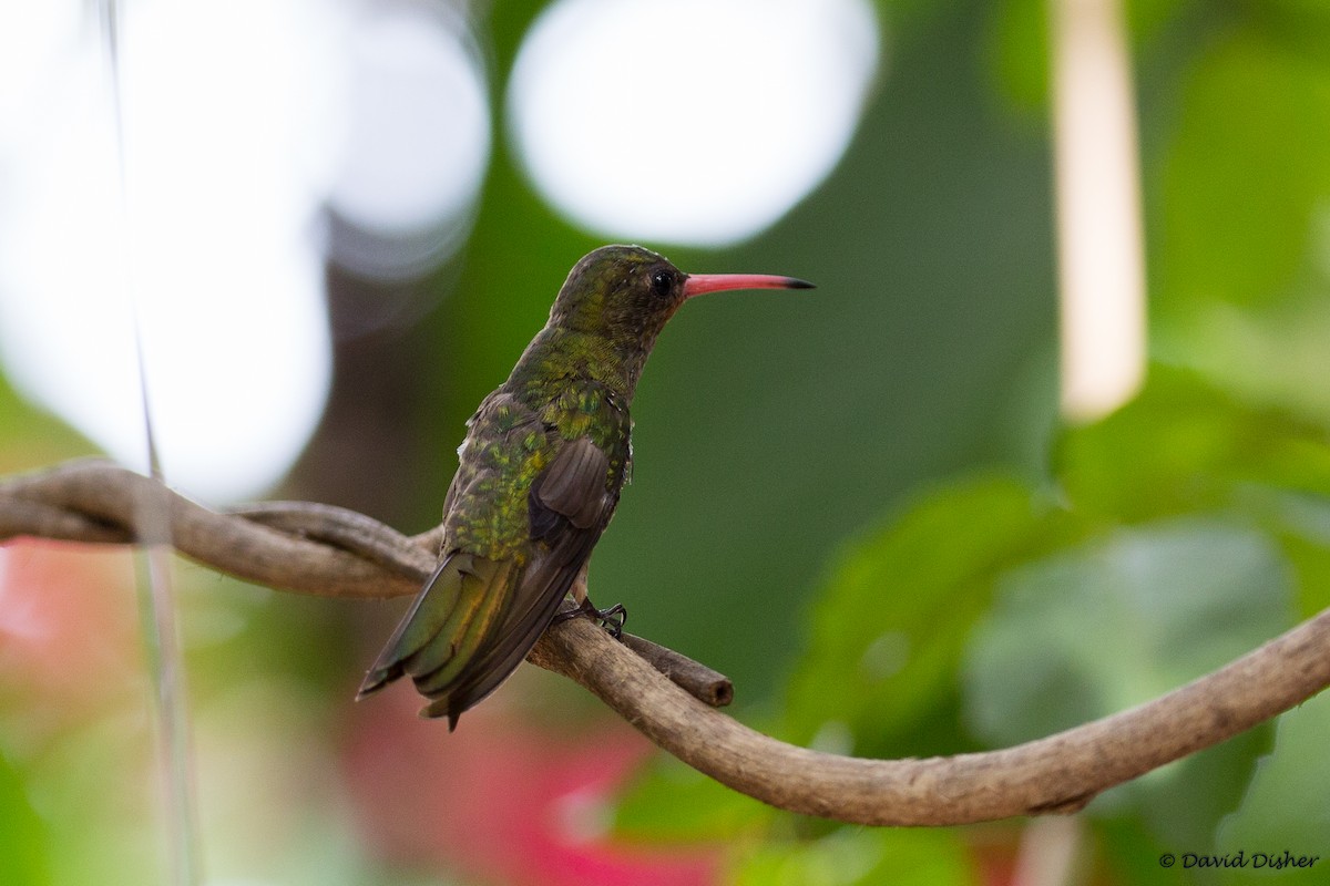 Gilded Hummingbird - David Disher