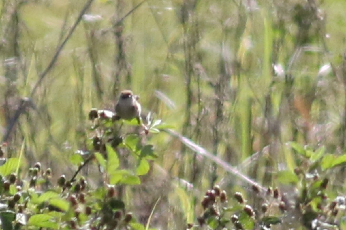 Wing-snapping Cisticola (Wing-snapping) - ML522550531