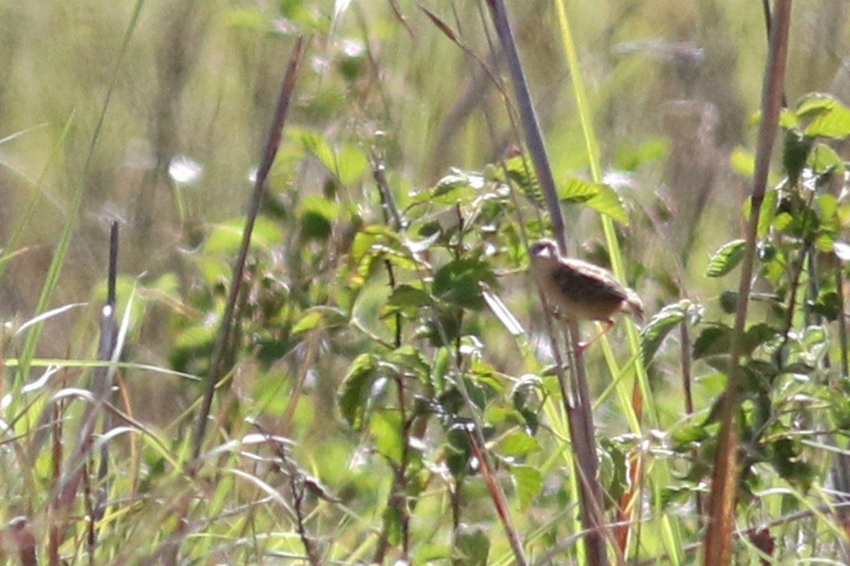 Wing-snapping Cisticola (Wing-snapping) - Anton Liebermann
