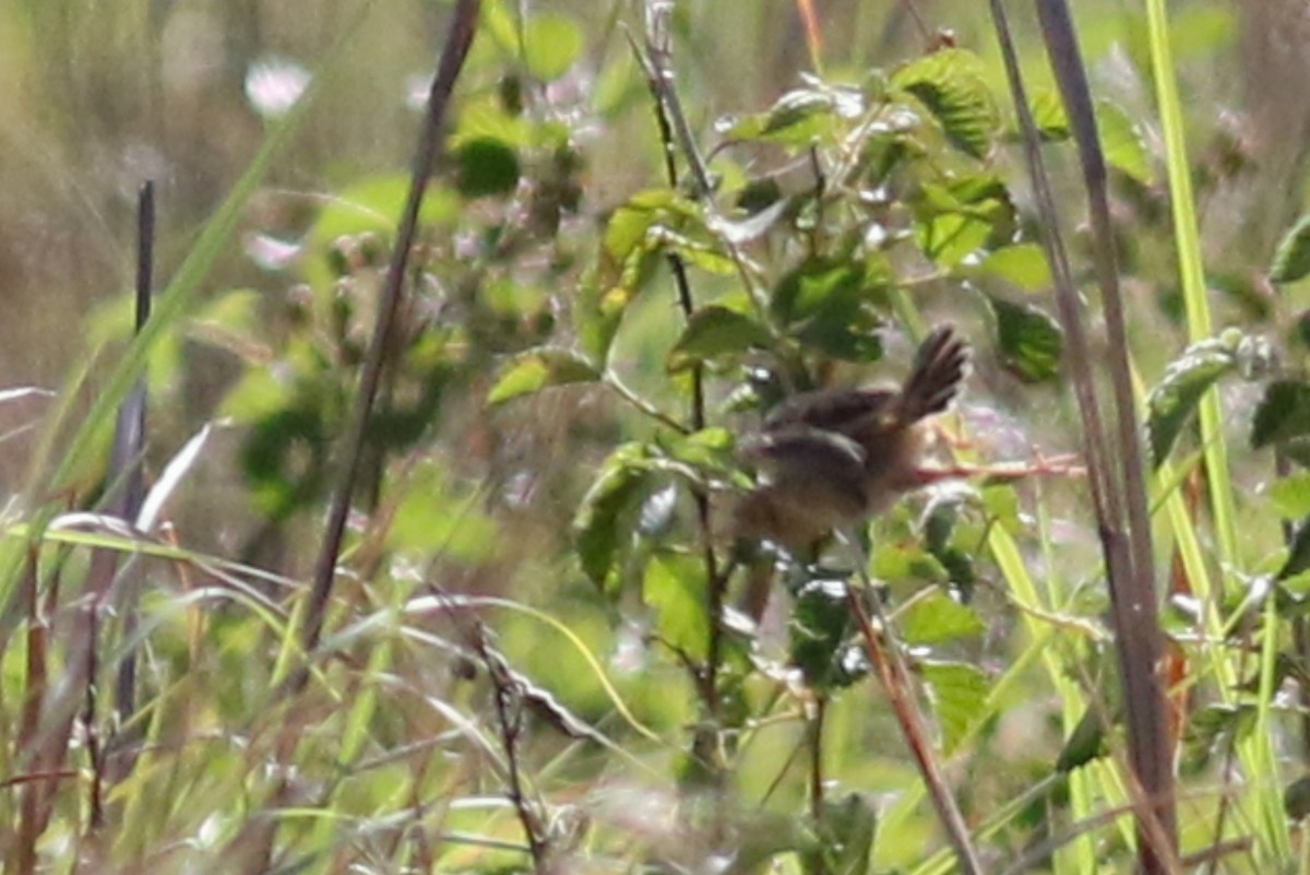 Wing-snapping Cisticola (Wing-snapping) - ML522550551