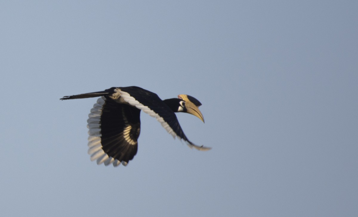 Malabar Pied-Hornbill - Sommouli Sarkar