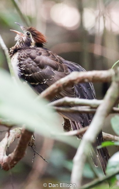 Pheasant Cuckoo - Dan Ellison