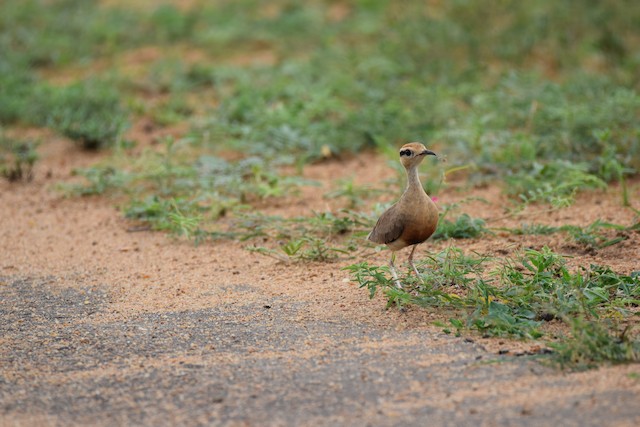 Frontal view (subspecies <em class="SciName notranslate">ruvanensis</em>). - Temminck's Courser - 