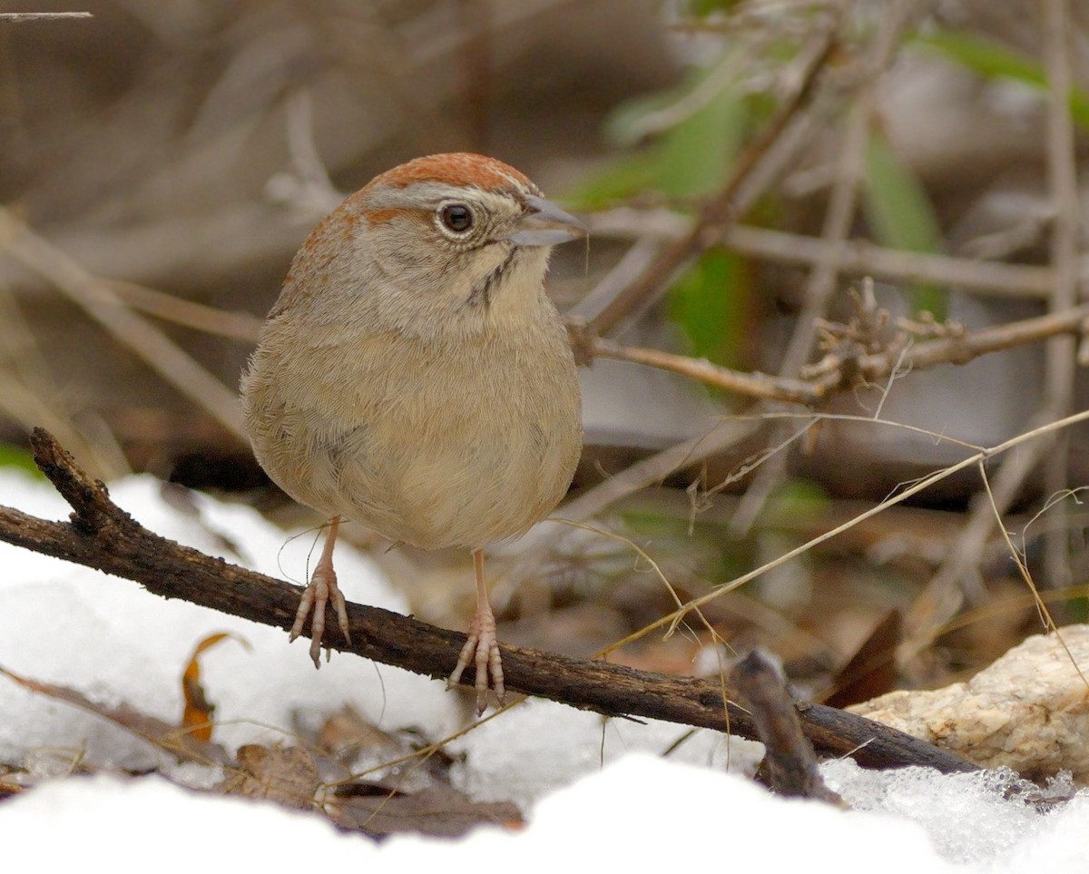 Rufous-crowned Sparrow - ML52255371