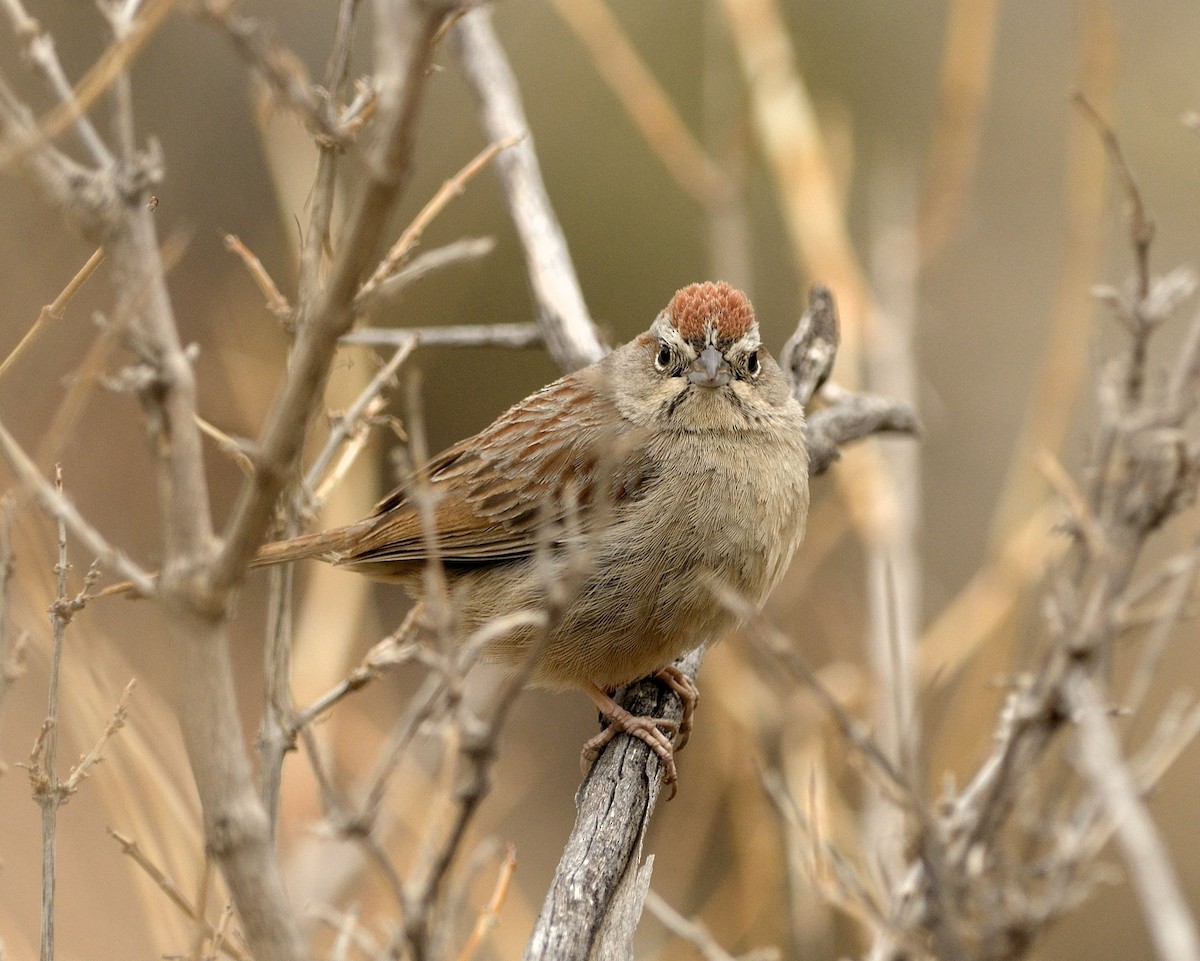 Rufous-crowned Sparrow - ML52255381