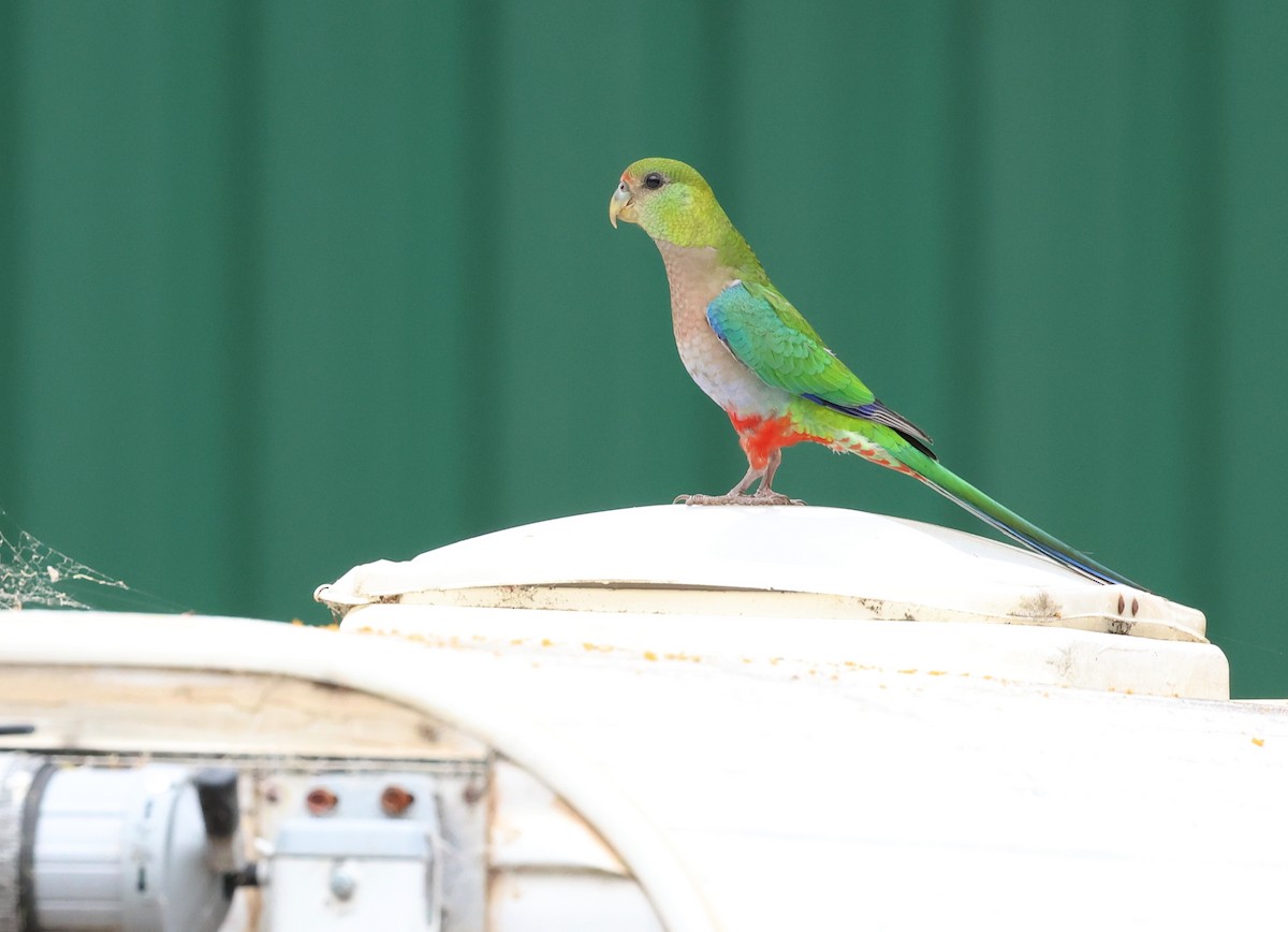 Red-capped Parrot - ML522554511