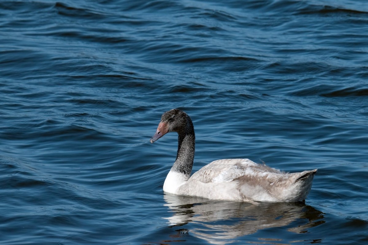 Black-necked Swan - ML522557941