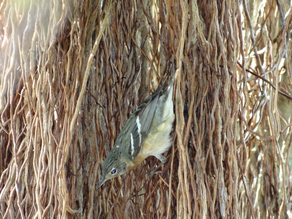 Bay-breasted Warbler - ML522559421