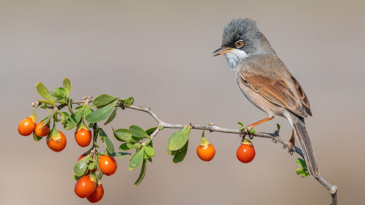 Spectacled Warbler - ML522561471