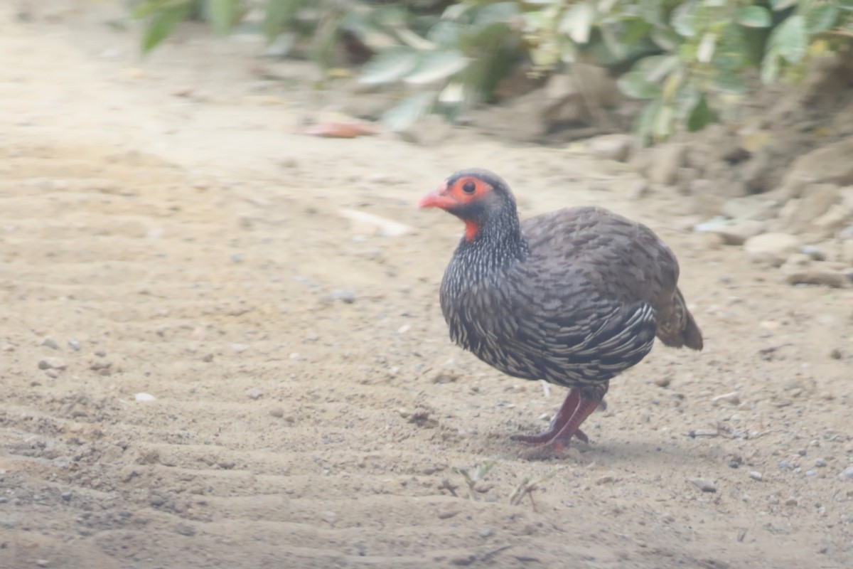 Red-necked Spurfowl (Southern) - ML522562671