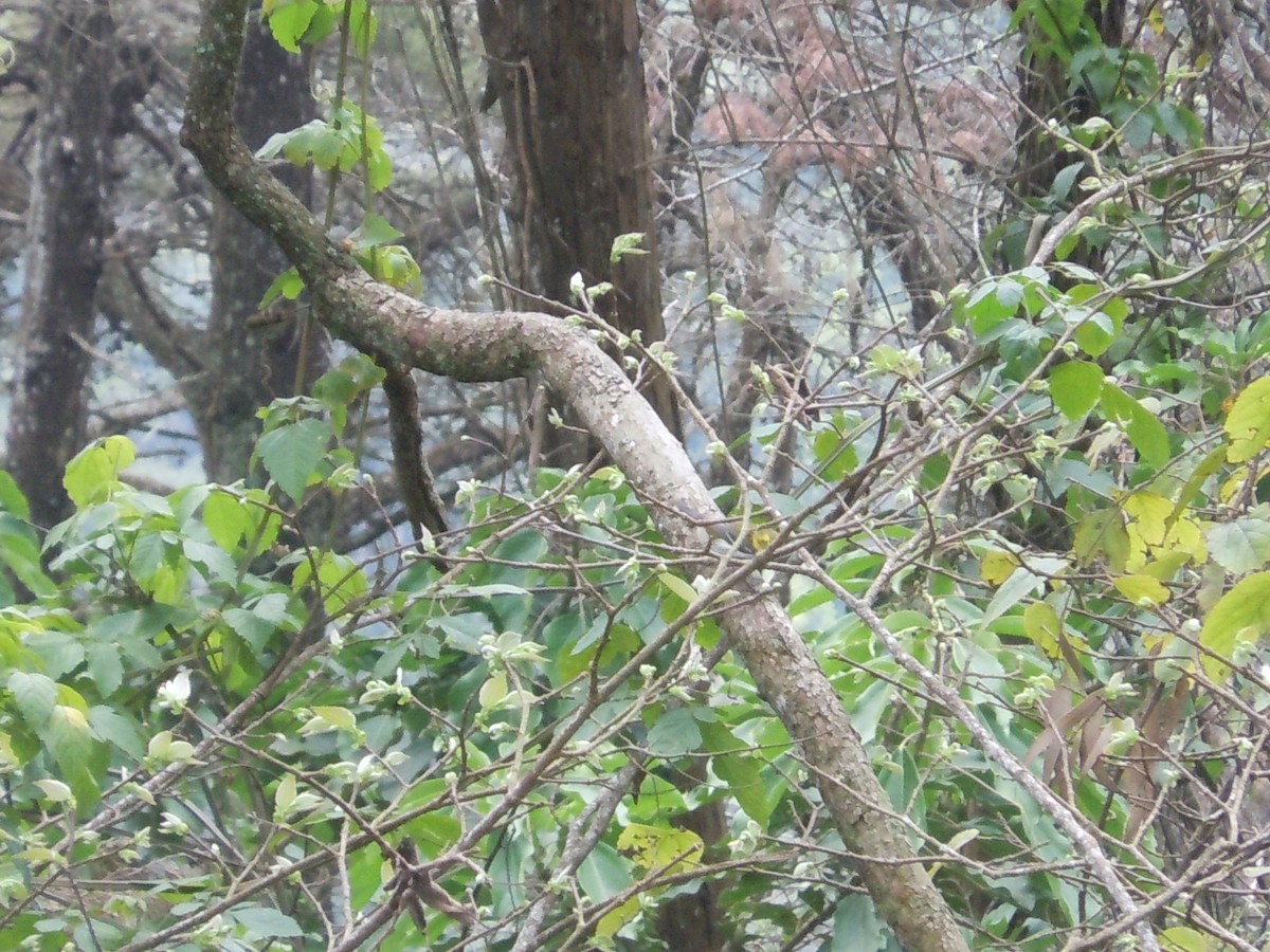 Black-throated Green Warbler - ML52256381
