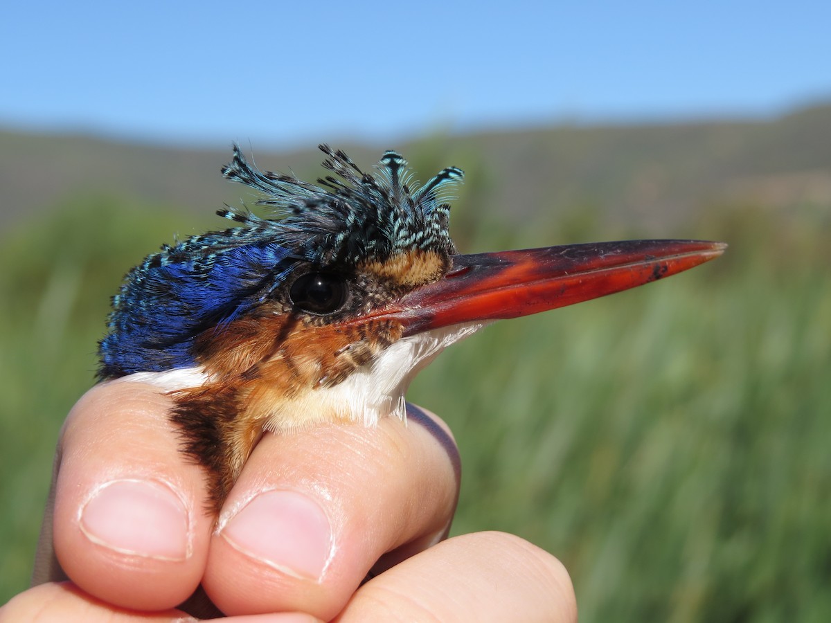 Malachite Kingfisher (Mainland) - Billi Krochuk