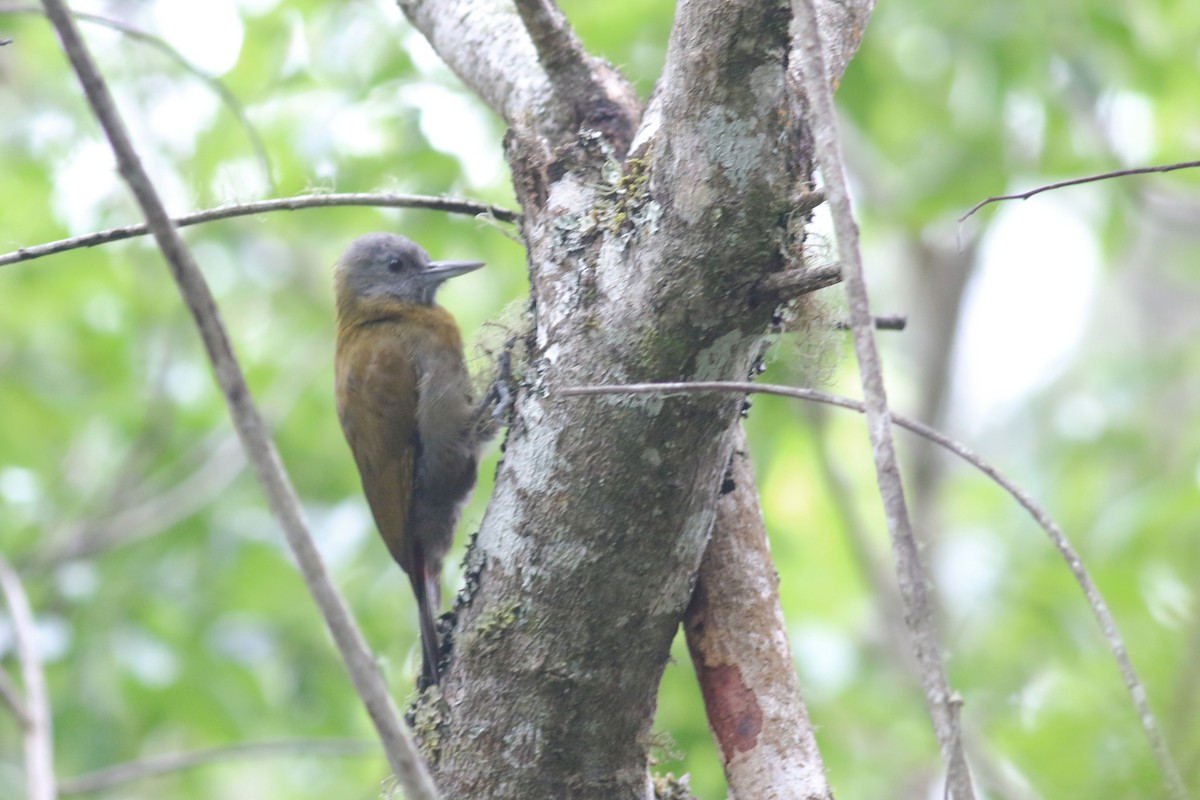 Olive Woodpecker (Southern) - ML522568671