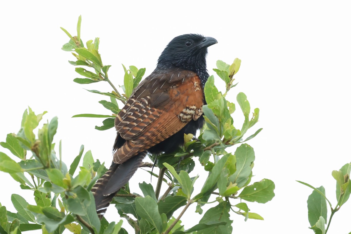 Black Coucal - Daniel Engelbrecht - Birding Ecotours
