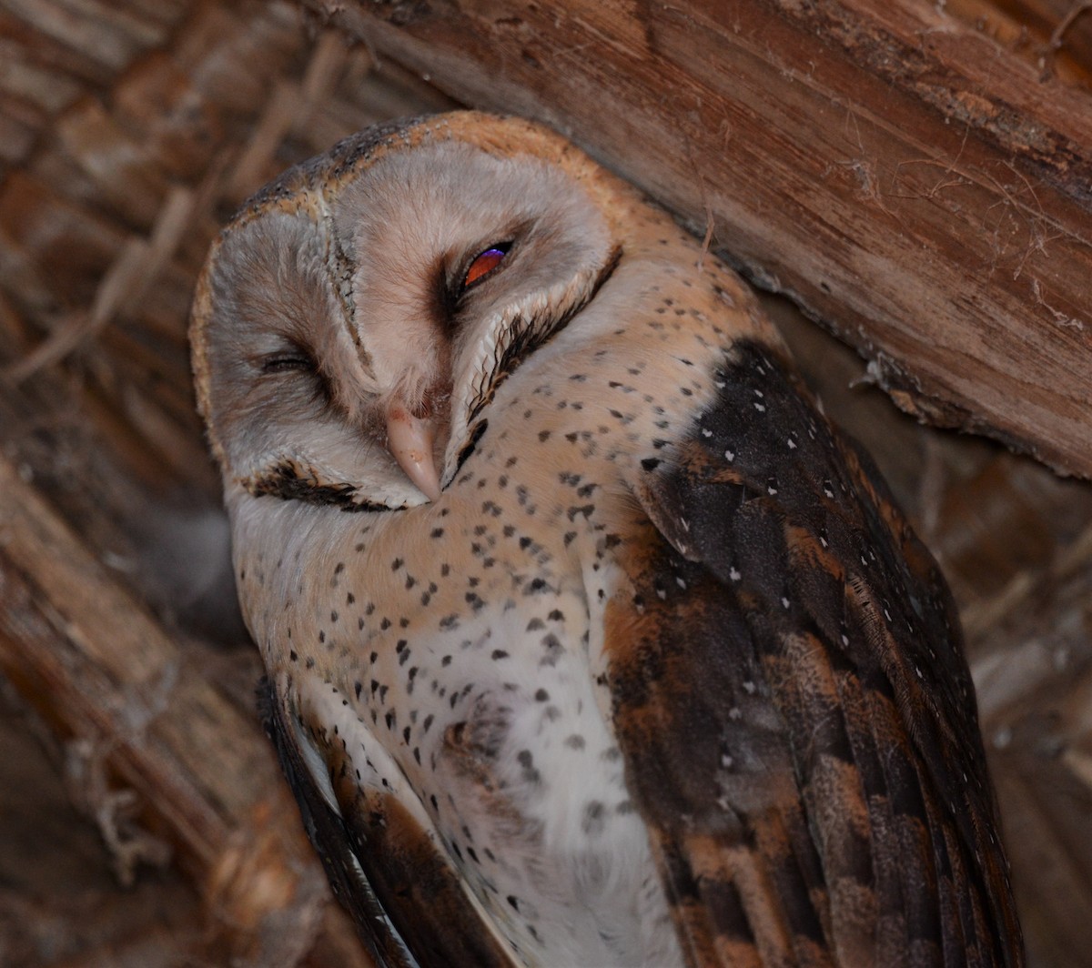Barn Owl - Bertina K