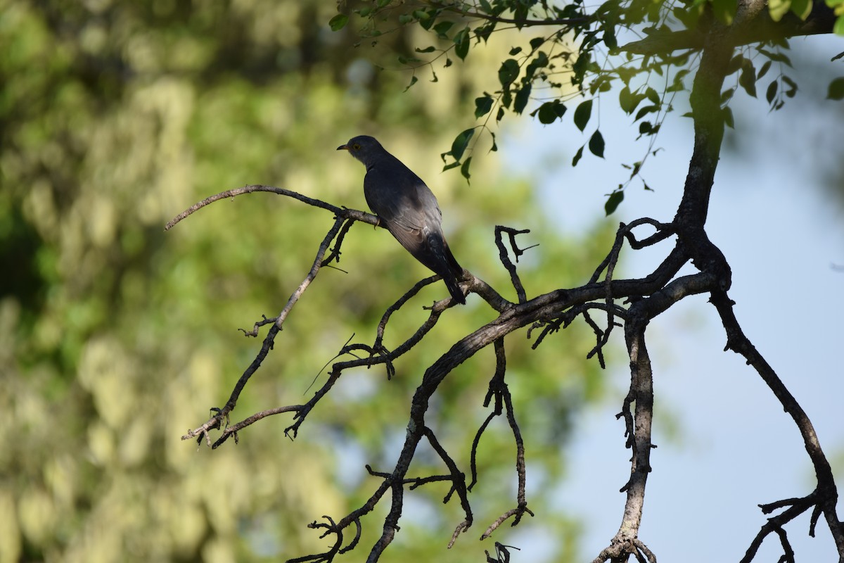 African Cuckoo - ML52258491