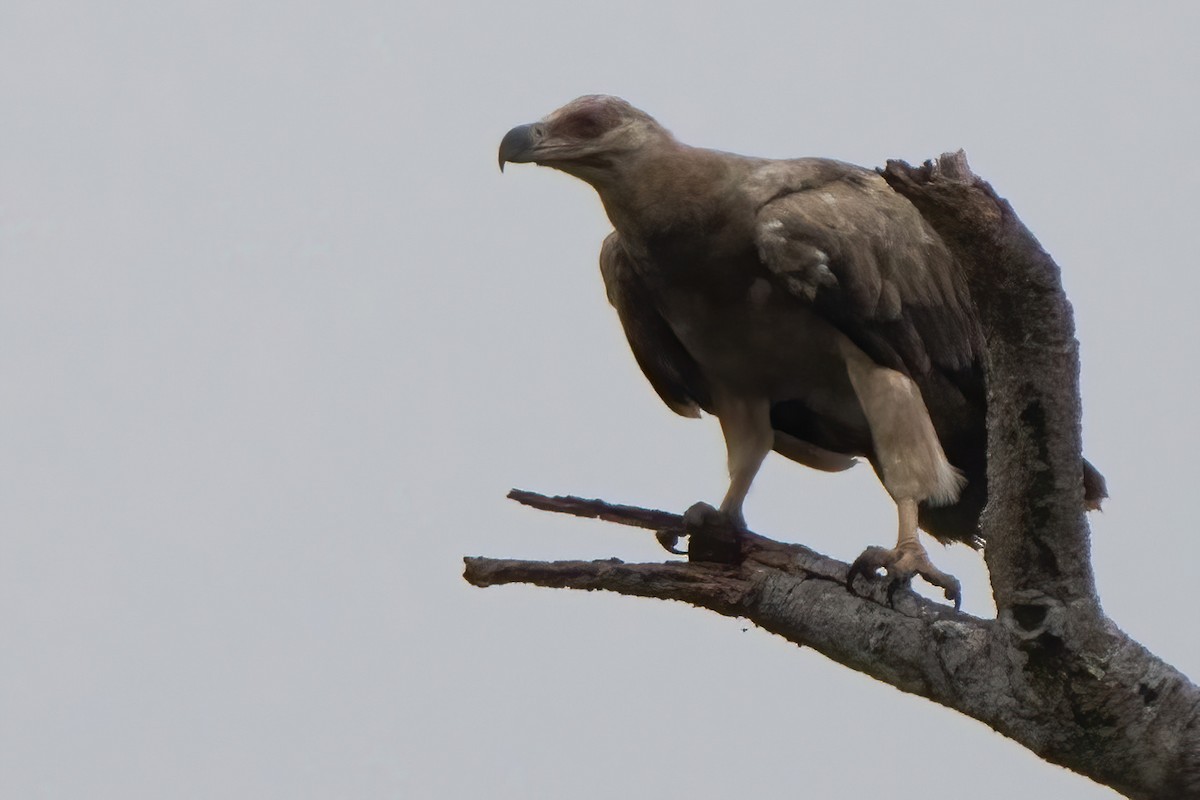 Palm-nut Vulture - Ibon Malaxetxebarria
