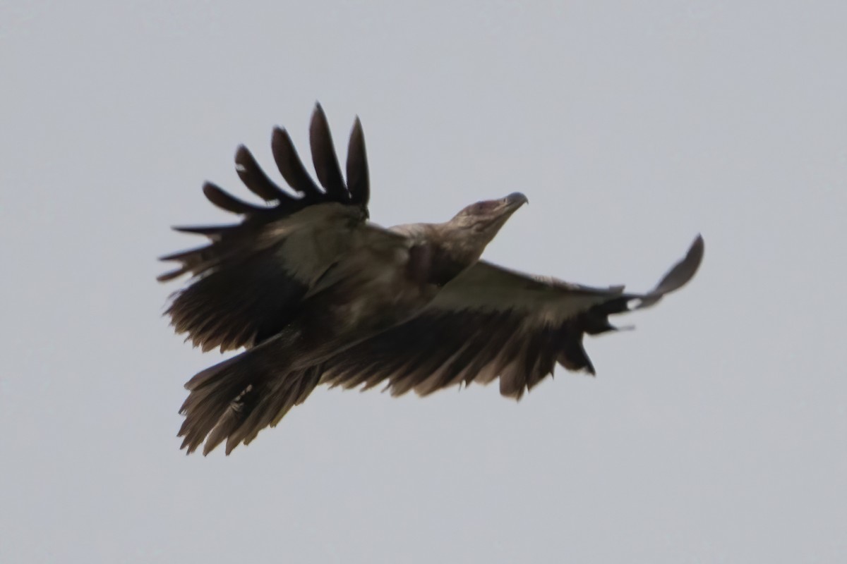Palm-nut Vulture - Ibon Malaxetxebarria