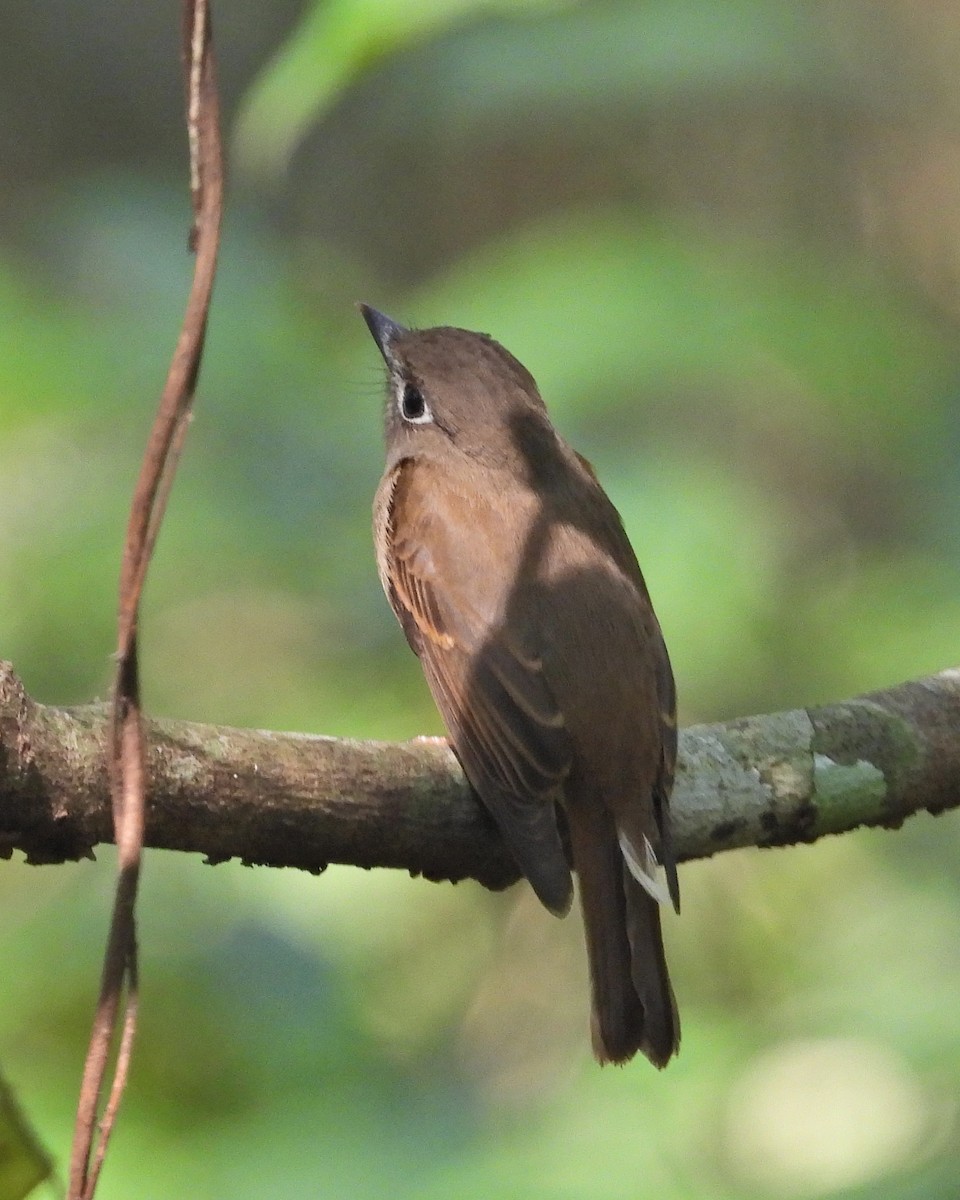 Brown-breasted Flycatcher - ML522587321