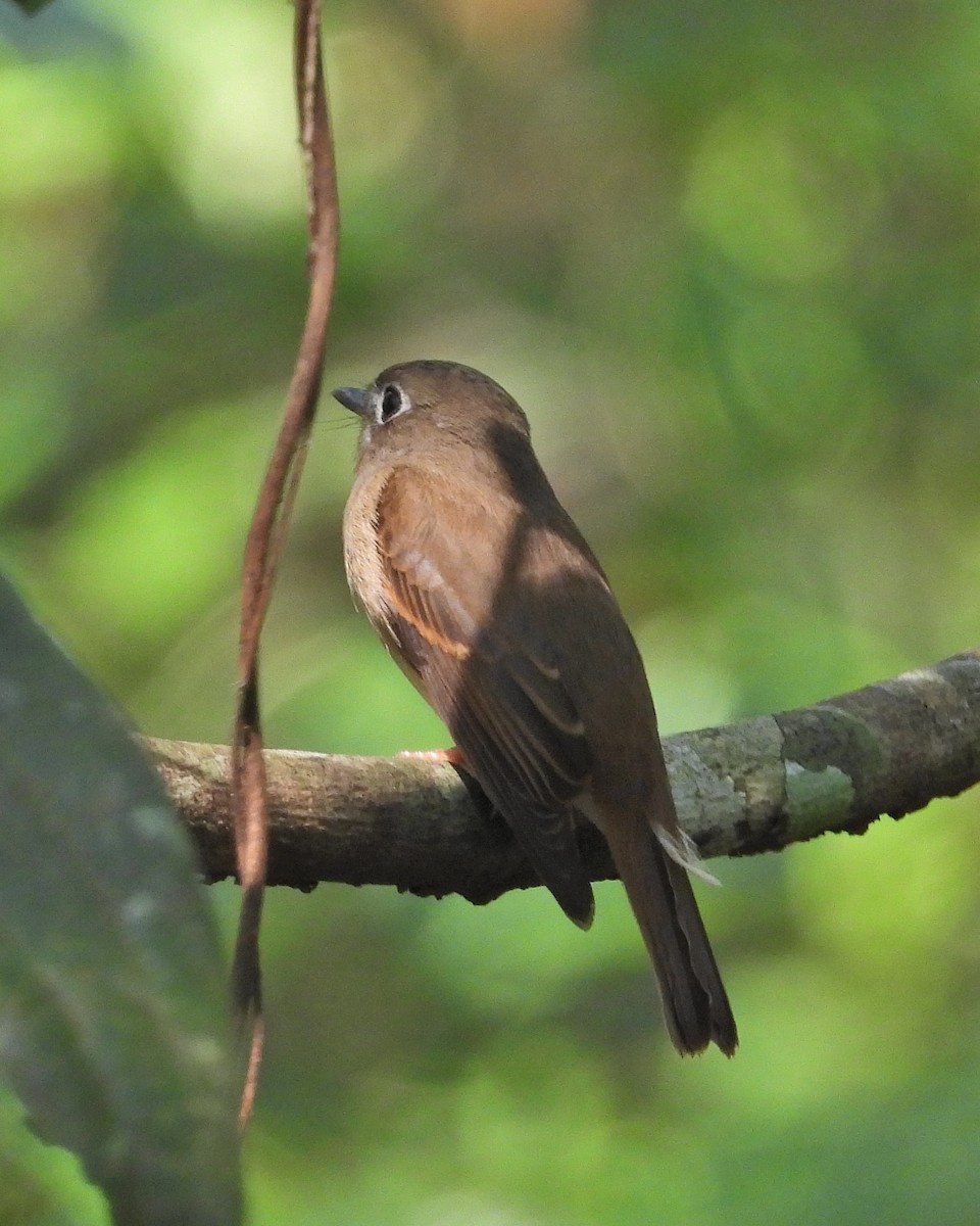 Brown-breasted Flycatcher - ML522587651