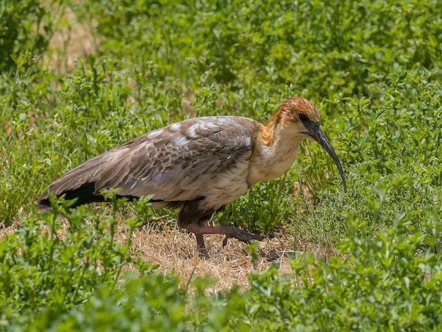 Andean Ibis commencing Second Prebasic Molt. - Andean Ibis - 