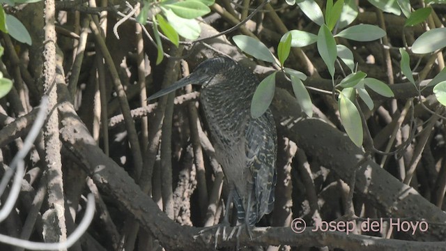 White-crested Tiger-Heron - ML522600731