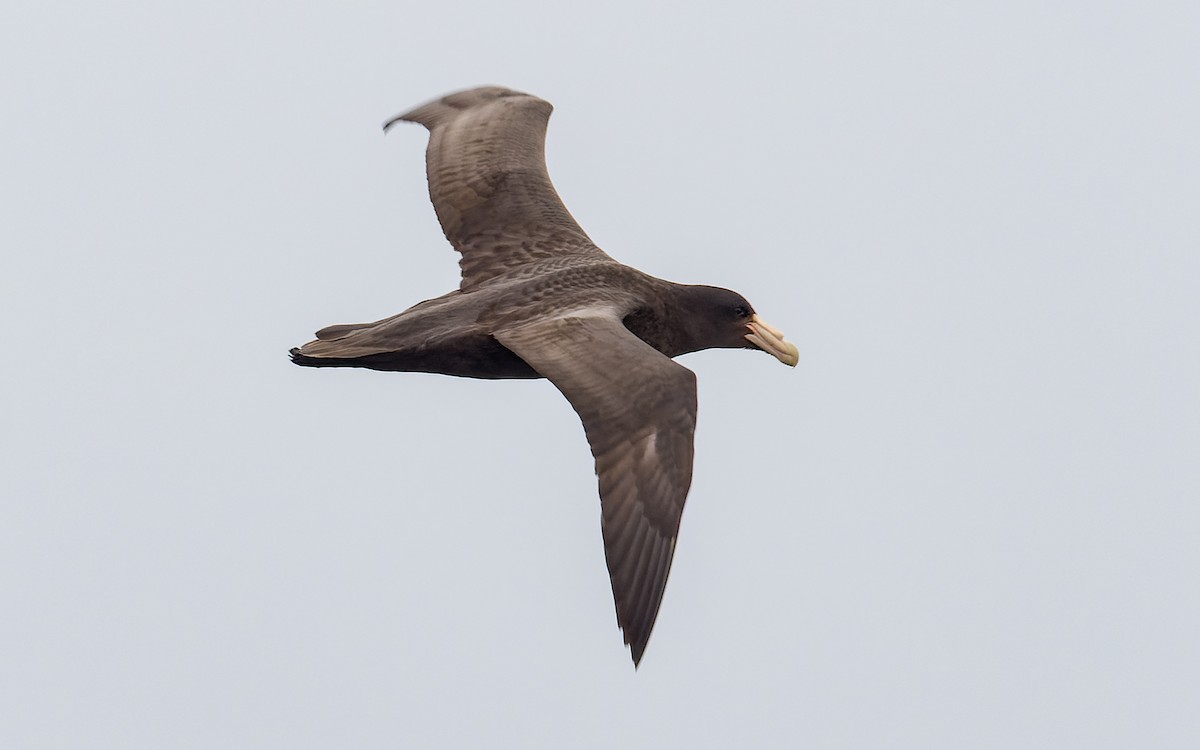 Southern Giant-Petrel - Peter Kennerley