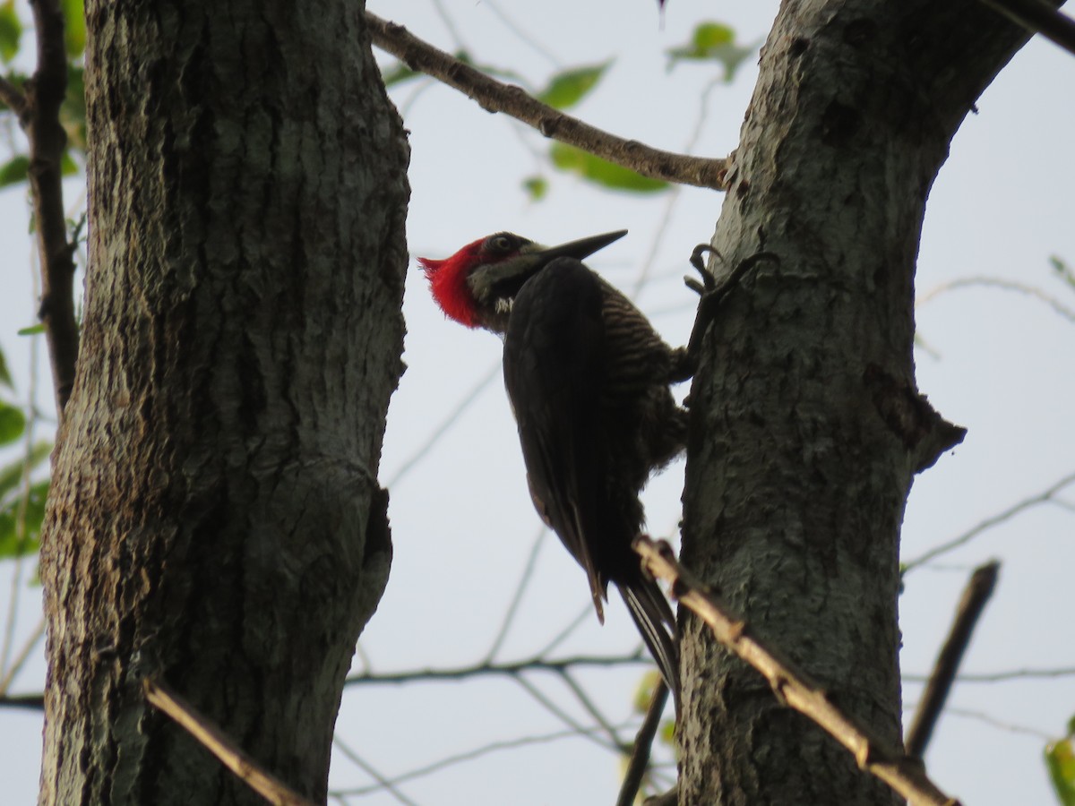 Crimson-crested Woodpecker - Carla Bregman