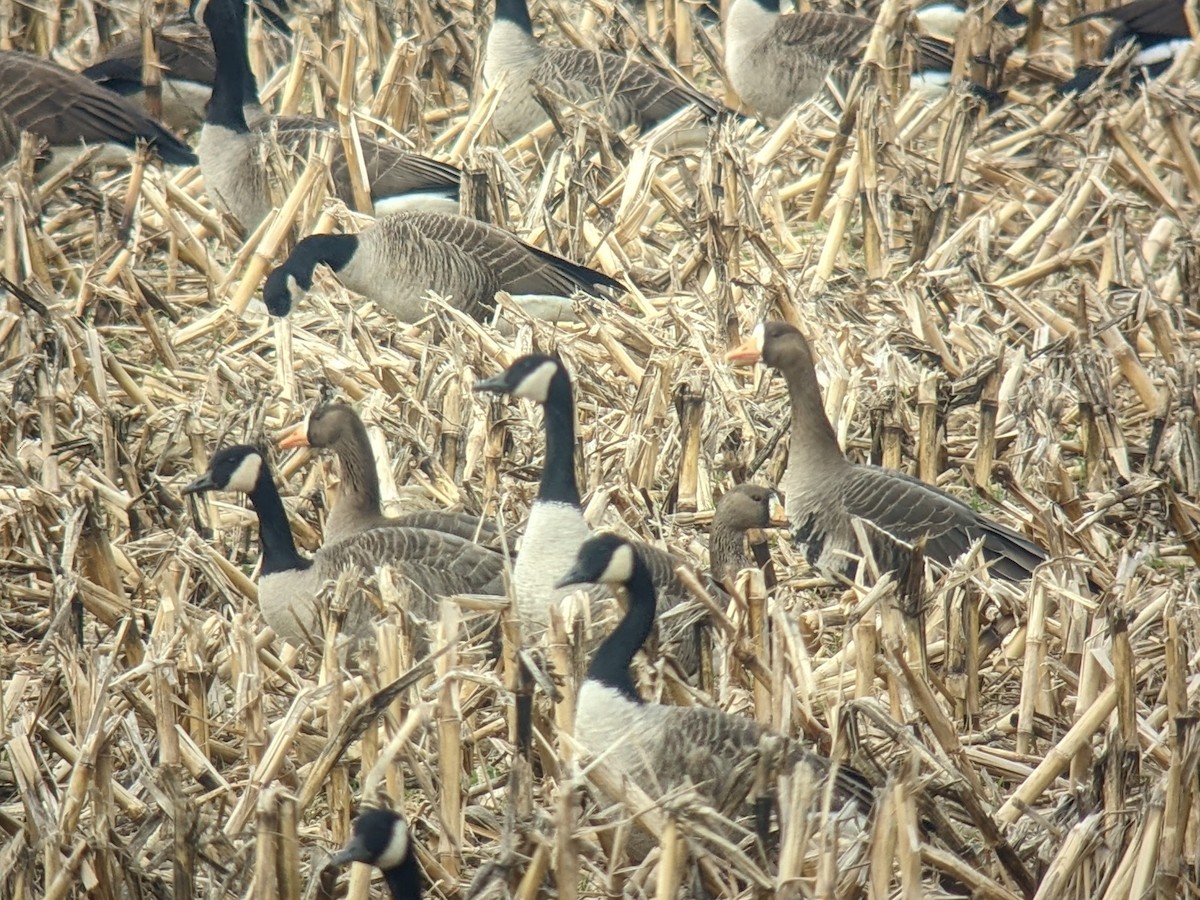 Greater White-fronted Goose - Zach Millen