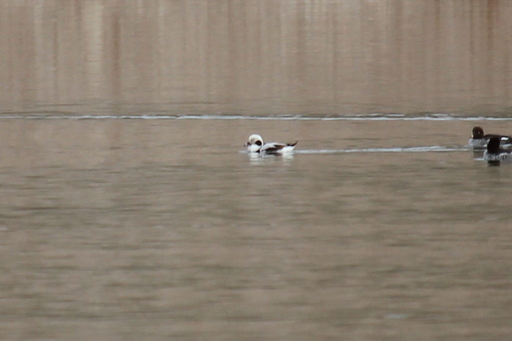 Long-tailed Duck - ML522610731