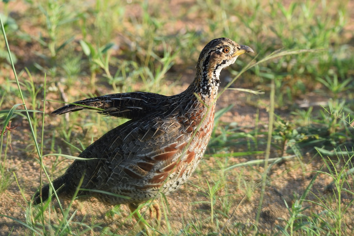 Shelley's Francolin - Ryne Rutherford