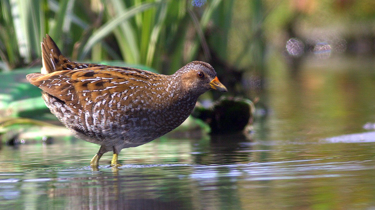 Spotted Crake - ML52261391