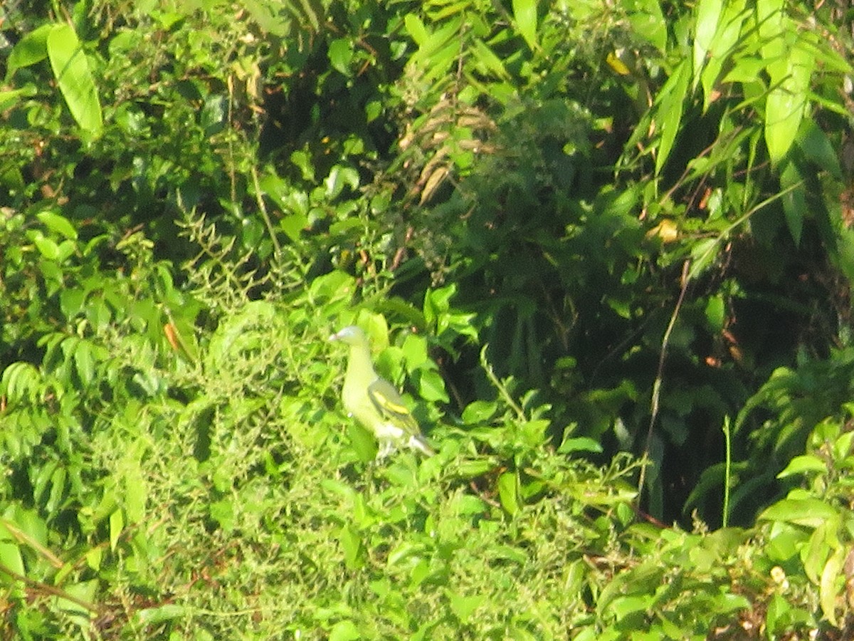 Philippine Green-Pigeon - ML522614291