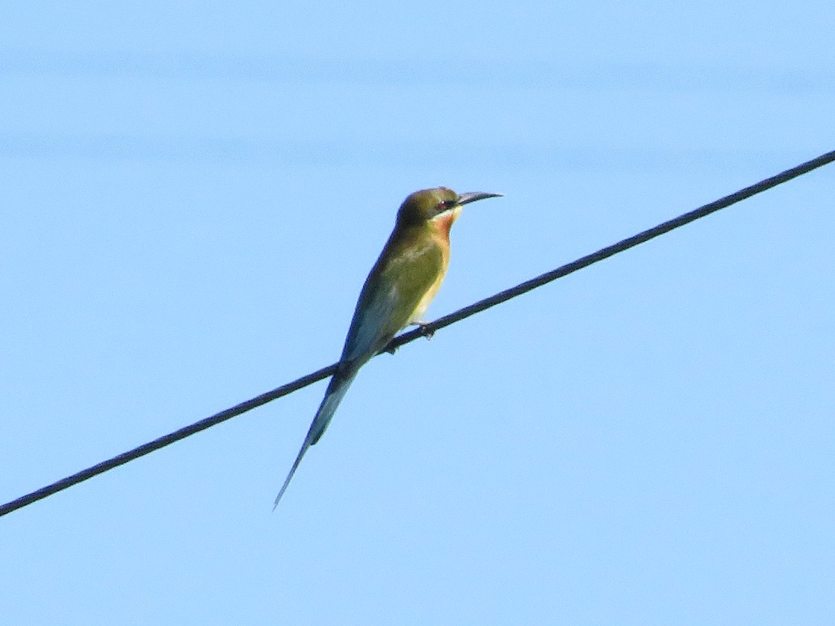 Blue-tailed Bee-eater - ML522614901