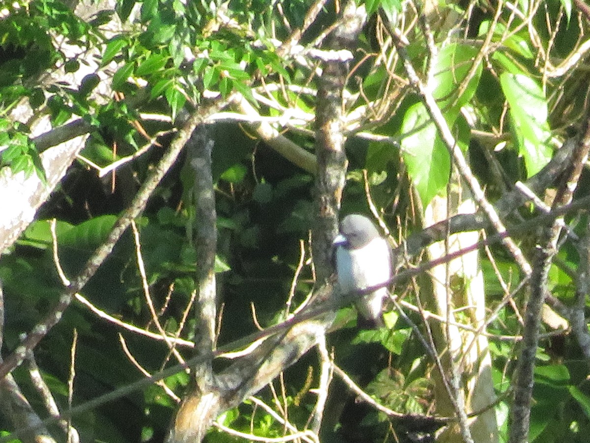 White-breasted Woodswallow - ML522615261