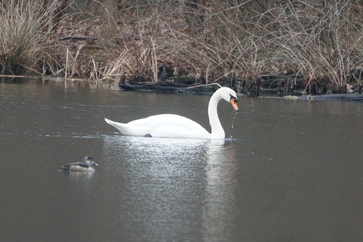 eBird Checklist 10 Jan 2023 Manasquan ReservoirEnvironmental Center 36 species