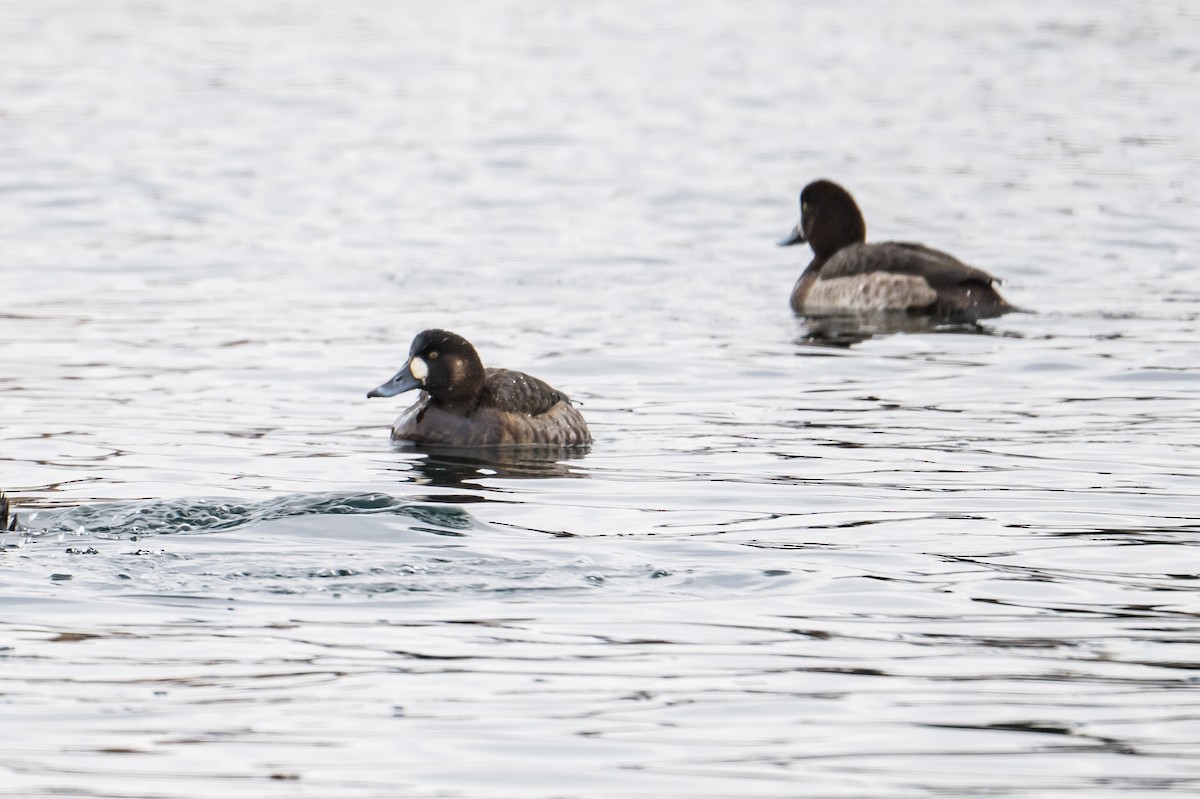 Greater Scaup - ML522621741